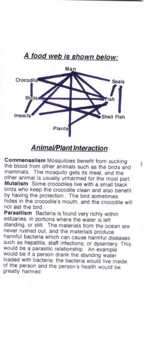 Estuary Food Chain