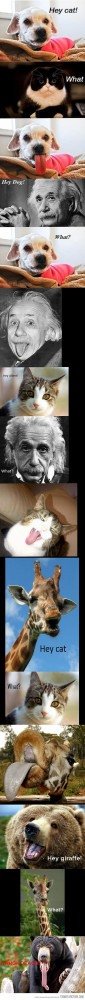 Funny photos funny cat dog sticking tongue out