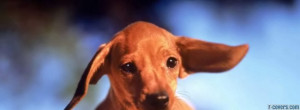 dachshund-puppy-facebook-cover-timeline-banner-for-fb.jpg