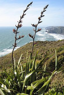 : Flax Contains Natural Antifungals Weaving Maori, Nature Antifungal ...