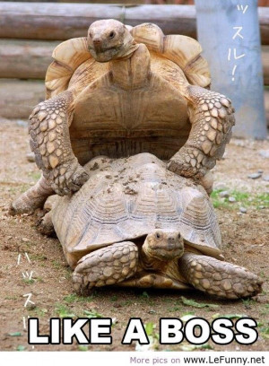 slow turtle meme