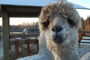 Visited an alpaca farm yesterday. Didn’t remember alpacas were so ...