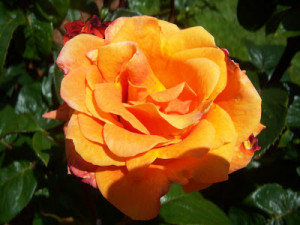 beautiful and romantic rose garden is the international rose garden ...