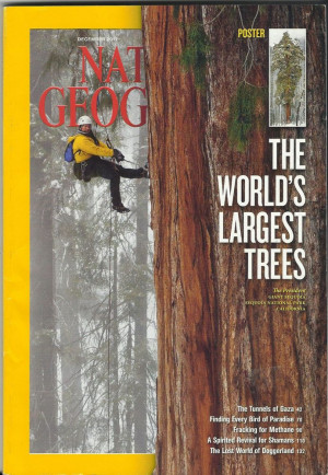 ... National Geographic, Largest Trees, Nationalgrograph Trees, Posters