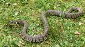 even harmless snakes like the grass snake pictured here can