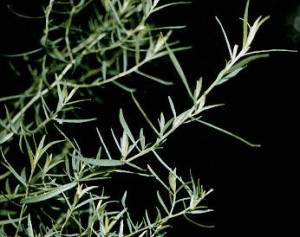 Estragão (Artemisia dracunculus) é uma herbácea perene, de folhas ...