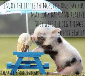 quotes #quote #kansascity #kansascitycoupons #littlethings #pig #cute