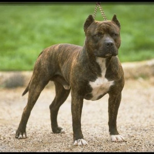 known to kill though very rarely the fact stands that the pit bull is ...
