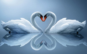 Tag: Swan Wallpapers, Backgrounds, Photos, Imagesand Pictures for free