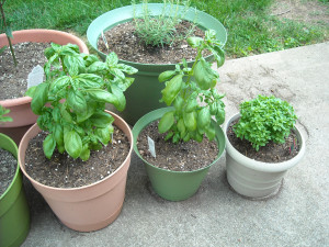 Two Sweet Basil Plants and One Bush Basil Plant