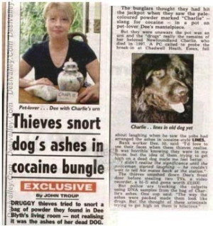 Thieves Snort Dogs Ashes In Cocaine Bungle Funny Picture