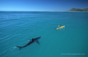 La foto in alto è molto famosa, uno squalo bianco di oltre 5 metri ...