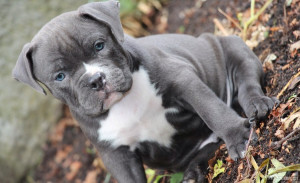 beautiful Awesome puppy pictures want puppies amazing pug pitbull ...