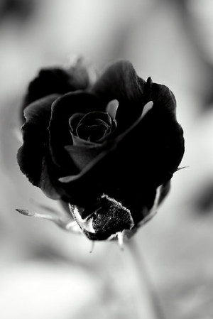 Black Rose by Ian Sanders
