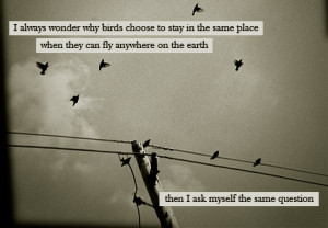 http://quotespictures.com/i-always-wonder-why-birds-choose-to-stay-in ...