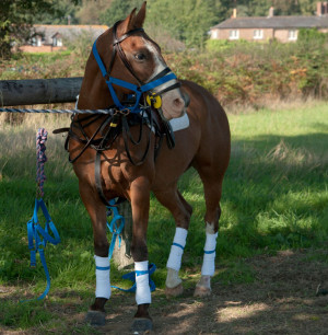 Polo Pony. Related Images