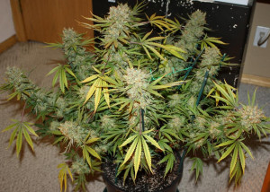 Building Indoor Grow Room