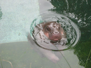 Related Pictures baby pygmy hippo born in sydney video