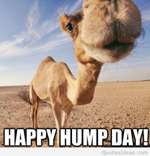 Funny happy hump day picture quote
