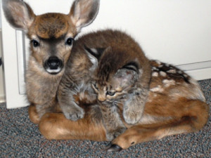 Snuggling Baby Animals Photo gallery: unlikely animal