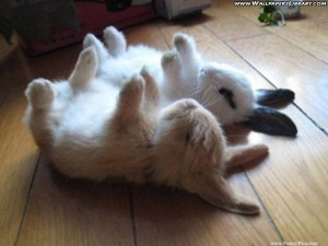 Funny Cute Rabbits – Funny Cute Rabbit Picture 105 (FunnyPica.com)