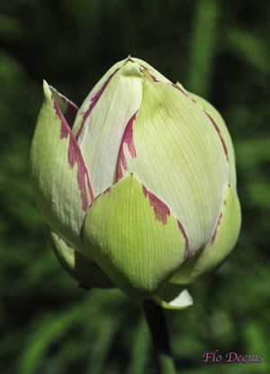 Flower Buds Appear June Bud...