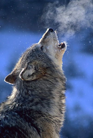 Howling Wolf Truly Wild Non