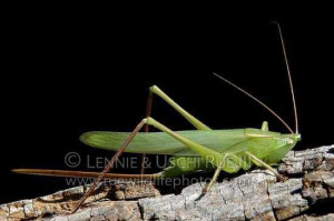 Female-Round-tipped-Conehead-Katydid-with-long-ovipositor.