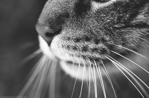 photography art animals Black and White cats macro pets artists on ...