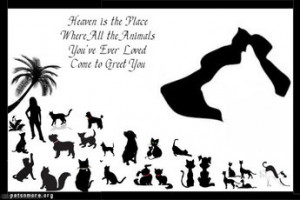 ... , animal, inspiring quotes for animal lovers, petsnmore.org, heaven