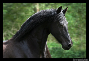 Friesian Horse Fotogenikki...
