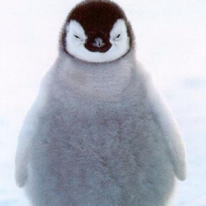 penguinfactsco