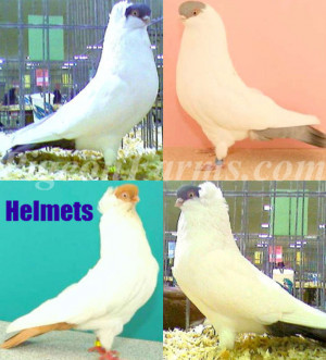 Shipping available in all US States and Exporting Pigeons, HQ in Los ...