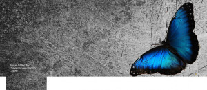 About: Facebook cover with picture of Butterfly on grunge wall