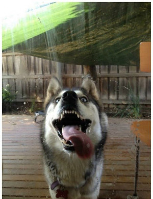 funny, funny dogs, dog, husky, cute, Husky Offers Free Window Cleaning ...