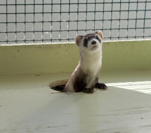 Black Footed Ferret Captive Pic By Ryan Hagerty