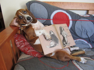 ... week we are pleased to introduce you to A Basset Hound In Cape Town