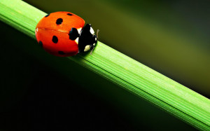 Ladybug and other Bookworms