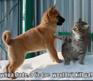 Animal Humor cat & dog funny