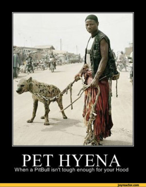 ... HYENAWhen a PitBull isn't tough enough for your Hood / funny pictures