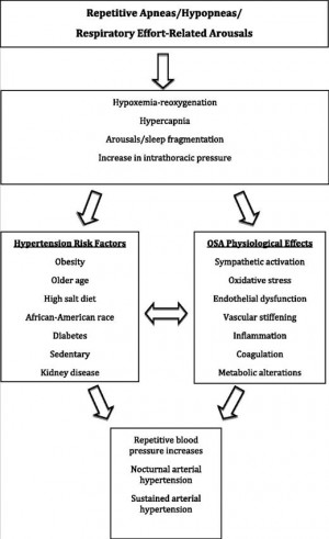 alcohol hypertension pathophysiology