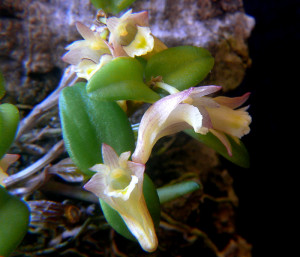 Dendrobium pachyphyllum