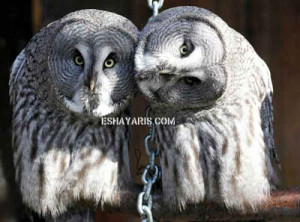 Awkward Couples - Funny Owls