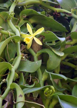 Wild Orchid Uncut