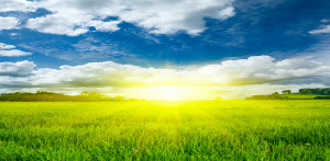 Grassland Biome Picture View