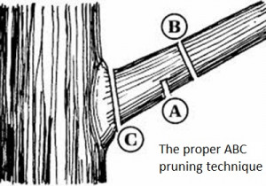 Fruit Tree Pruning Formative Pruning Crown Cleansing Crown Thinning
