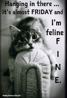 It's almost FRIDAY and I'm feline FINE! The weekend is almost here ...