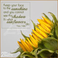 Sunflower Quotes
