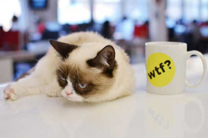Grumpy Cat Has a Grumpy Monday at Buzzfeed Office