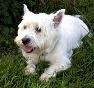 Dogs Seeing Eye Dog Breeds